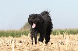 BOUVIER DES FLANDRES 159